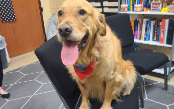 Ollie the therapy dog is ready for his close up.