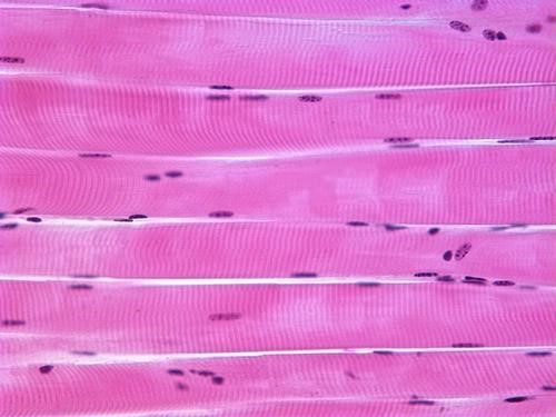 Striated Skeletal Muscle