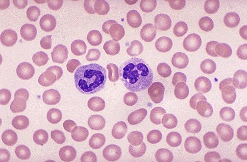 Human Blood Smear