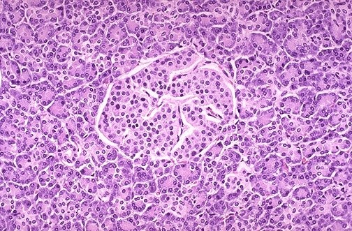 Pancreas Cells