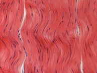 Fibrous Connective Tissue