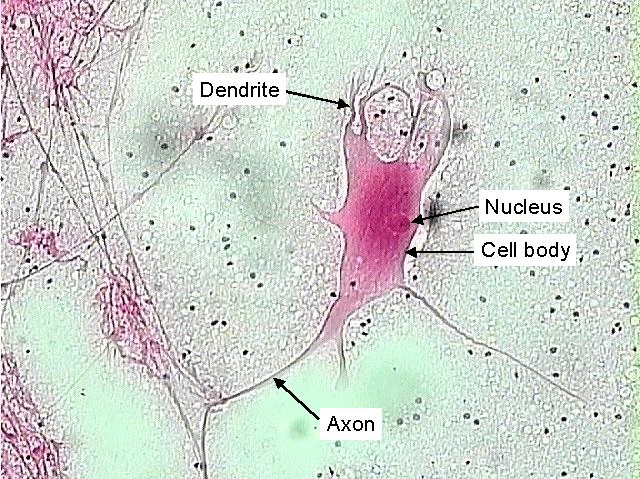 Neuron