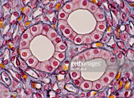 Simple Cuboidal Epithelial