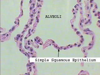 Simple Squamous Epithelium