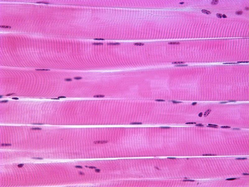 Skeletal Muscle