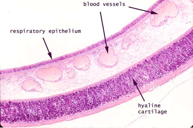 Trachea Section