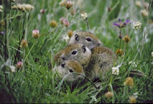 furry creatures in grass