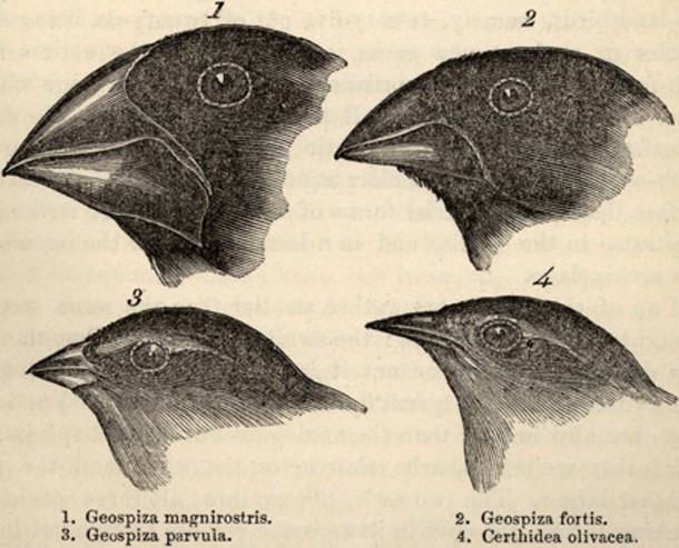 art of bird's heads