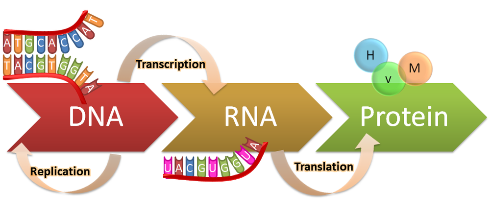 DNA RNA Protein