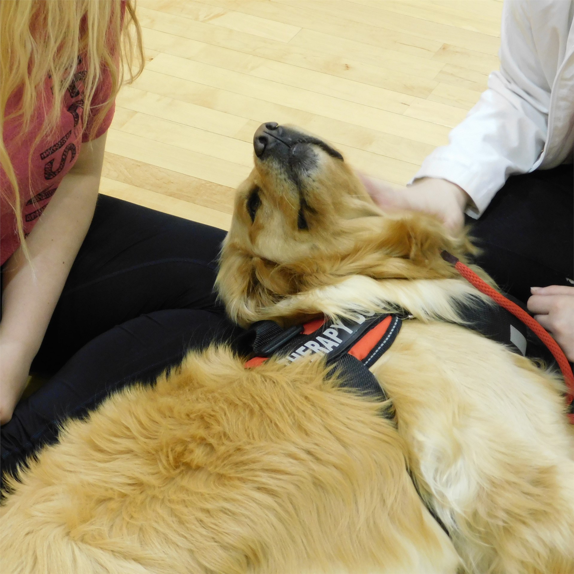 Therapy Dogs II